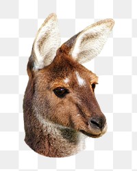 Kangaroo head png collage element, transparent background