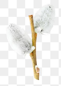 Png fuzzy willow branch, isolated object, transparent background