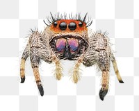 Colorful spider png, design element, transparent background