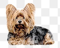 Terrier dog png collage element, transparent background