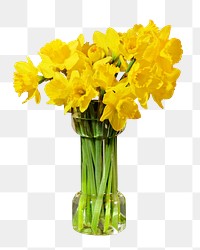 Flower case png daffodil, transparent background