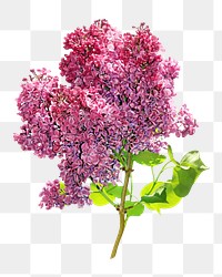 Purple lilac png image, transparent background