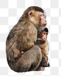 Breastfeeding monkey png collage element, transparent background