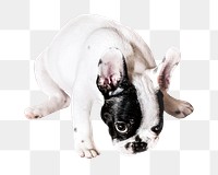 White dog png collage element, transparent background