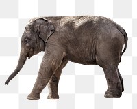 Wild elephant png, design element, transparent background