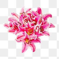 Pink Lilly flower png, transparent background