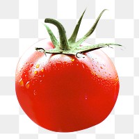 Fresh Tomato png, transparent background