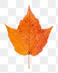 Autumn leaf png, transparent background