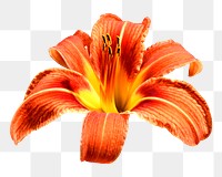 Orange day-lily png flower, transparent background