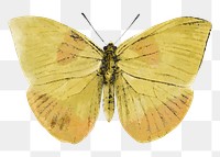 Yellow butterfly png watercolor, transparent background. Remixed by rawpixel.