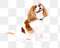 PNG cavalier king charles spaniel dog, collage element, transparent background