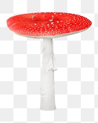 Fly agaric mushroom png, transparent background