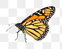 Monarch butterfly png, transparent background