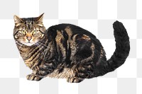 Tabby cat png, transparent background