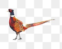 Png Ring Necked Pheasant bird element, transparent background