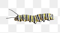 Png Monarch caterpillar insect element, transparent background