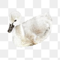 Cygnet swan png, transparent background