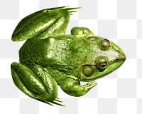 Png green frog element, transparent background