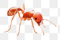 Ant png collage element, transparent background