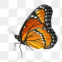 Png orange Monarch butterfly element, transparent background