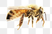 Bee png collage element, transparent background