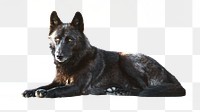 PNG black wolf, collage element, transparent background