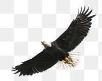 Flying eagle bird png, transparent background