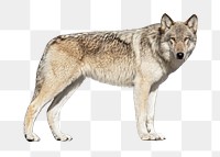 PNG wild wolf, collage element, transparent background