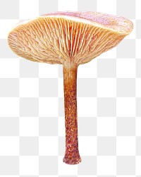 PNG Pholiota fungus, collage element, transparent background