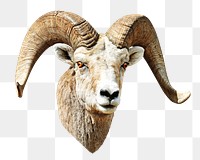 Png Mountain goat animal element, transparent background