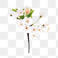 PNG White cherry blossom  , collage element, transparent background