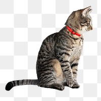 PNG Tabby kitten collage element, transparent background