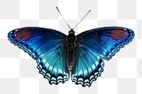 PNG Butterly collage element, transparent background, Today's Mass Extinction and Holocene-Anthropocene Thermal Maximum