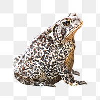 Png American toad element, transparent background