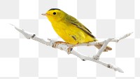 PNG Wilson's warbler, collage element, transparent background