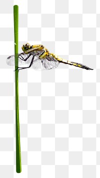 Png dragonfly perching element, transparent background