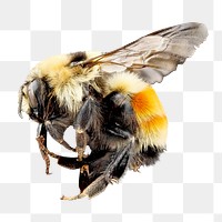 PNG Bombus huntii bumblebee, collage element, transparent background