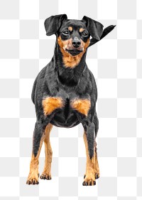 Png Doberman dog pet element, transparent background