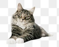 PNG cute cat, collage element, transparent background