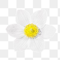 Png white Pasque flower element, transparent background