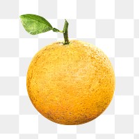 Png fresh Valencia orange element, transparent background