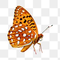 Png golden butterfly element, transparent background