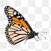 Png monarch butterfly element, transparent background