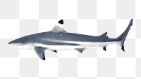 Png black tip shark element, transparent background