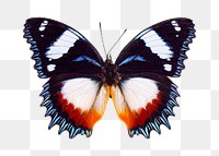 PNG Butterfly insect, collage element, transparent background.