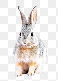 PNG Desert Cottontail rabbit, collage element, transparent background