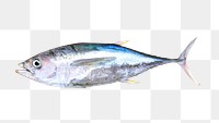 Tuna fish png, transparent background