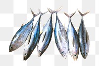 Tuna fish png, transparent background