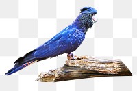 PNG Blue Cockatoo, collage element, transparent background