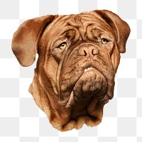 PNG brown dog close up face, collage element, transparent background